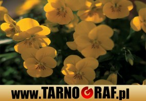 Fototapeta na wymiar - P.H.U. TARNOGRAF - Fabryka Reklamy Tarnobrzeg