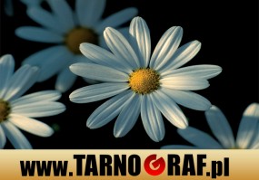 Fototapeta na wymiar - P.H.U. TARNOGRAF - Fabryka Reklamy Tarnobrzeg