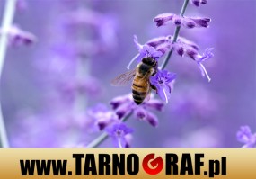 Fototapeta na wymiar - P.H.U. TARNOGRAF - Fabryka Reklamy Tarnobrzeg