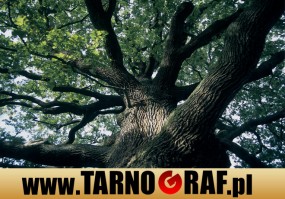 Fototapeta na wymiar - P.H.U. TARNOGRAF - Fabryka Reklamy Tarnobrzeg