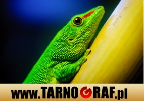 Fototapeta na wymiar - P.H.U. TARNOGRAF - Fabryka Reklamy Tarnobrzeg