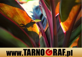 Fototapeta na wymiar - P.H.U. TARNOGRAF - Fabryka Reklamy Tarnobrzeg