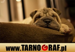 Fototapeta na wymiar - P.H.U. TARNOGRAF - Fabryka Reklamy Tarnobrzeg