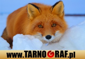 Fototapeta na wymiar - P.H.U. TARNOGRAF - Fabryka Reklamy Tarnobrzeg