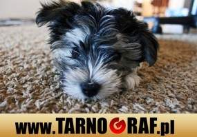 Fototapeta na wymiar - P.H.U. TARNOGRAF - Fabryka Reklamy Tarnobrzeg