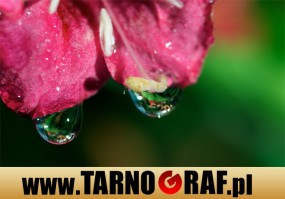 Fototapeta na wymiar - P.H.U. TARNOGRAF - Fabryka Reklamy Tarnobrzeg