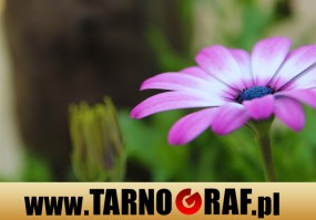 Fototapeta na wymiar - P.H.U. TARNOGRAF - Fabryka Reklamy Tarnobrzeg