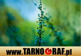 Fototapeta na wymiar - P.H.U. TARNOGRAF - Fabryka Reklamy Tarnobrzeg