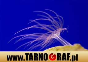 Fototapeta na wymiar - P.H.U. TARNOGRAF - Fabryka Reklamy Tarnobrzeg