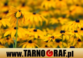 Fototapeta na wymiar - P.H.U. TARNOGRAF - Fabryka Reklamy Tarnobrzeg