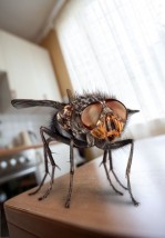 Zwalczanie Komarów - Odkomarzanie - - Dezynsekcja Dezynfekcja Deratyzacja InsektKiller Rzeszów