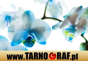 Fototapeta na wymiar - P.H.U. TARNOGRAF - Fabryka Reklamy Tarnobrzeg