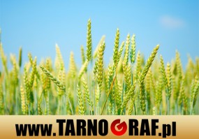 Fototapeta na wymiar - P.H.U. TARNOGRAF - Fabryka Reklamy Tarnobrzeg