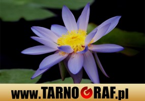 Fototapeta na wymiar - P.H.U. TARNOGRAF - Fabryka Reklamy Tarnobrzeg