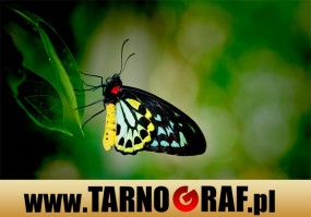 Fototapeta na wymiar - P.H.U. TARNOGRAF - Fabryka Reklamy Tarnobrzeg