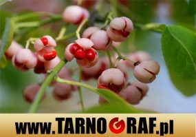 Fototapeta na wymiar - P.H.U. TARNOGRAF - Fabryka Reklamy Tarnobrzeg