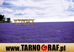 Fototapeta na wymiar - P.H.U. TARNOGRAF - Fabryka Reklamy Tarnobrzeg