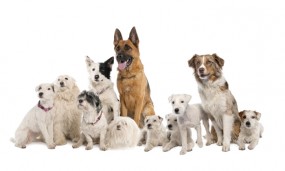 Testy predyspozycji psa - POLSKIE CENTRUM DOGOTERAPII Forget Me Not - Psia Edukacja Czechowice-Dziedzice