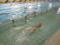 Pływanie Sport - Łodygowice Stowarzyszenie Integracyjne Eurobeskidy