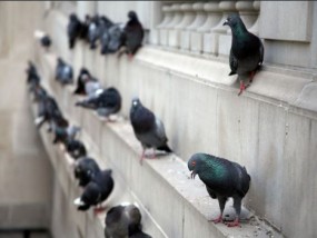 Zabezpieczenia przed ptakami, deawionizacja - Firma Dezino - DEZINO- ochrona przed szkodnikami Bydgoszcz