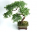 Pracownia Artystyczna Dragon Maria Pietras - Sztuczne drzewko bonsai Łomża