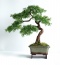 Sztuczne drzewko bonsai - Pracownia Artystyczna Dragon Maria Pietras Łomża