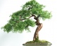 Sztuczne drzewka Bonsai Sztuczne drzewko bonsai - Łomża Pracownia Artystyczna Dragon Maria Pietras