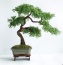 Sztuczne drzewko bonsai Łomża - Pracownia Artystyczna Dragon Maria Pietras