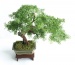 Sztuczne drzewko bonsai Sztuczne drzewka Bonsai - Łomża Pracownia Artystyczna Dragon Maria Pietras