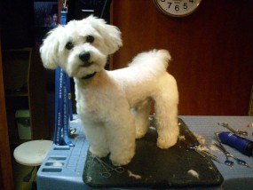 strzyżenie - Dogis fryzjer dla psów Luboń
