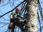 wycinka drzew - ALP-LIN ADAM PIĄTKIEWICZ SPECJALISTYCZNE PRACE WYSOKOŚCIOWE Wysowa-Zdrój