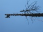 wycinka drzew Wysowa-Zdrój - ALP-LIN ADAM PIĄTKIEWICZ SPECJALISTYCZNE PRACE WYSOKOŚCIOWE