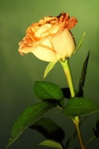 Róże - Firma Handlowa JAN Zabrze