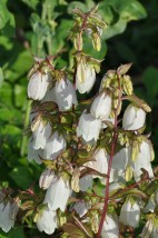 Campanulla - Zielony ogród Maria Poliwodzińska Chełmno