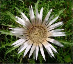 Carlina - Zielony ogród Maria Poliwodzińska Chełmno