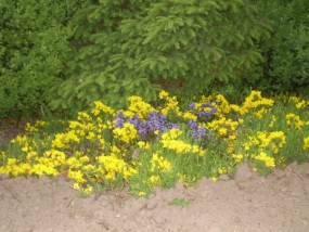 Ajuga - Zielony ogród Maria Poliwodzińska Chełmno