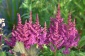 Astilbe BYLINY - Chełmno Zielony ogród Maria Poliwodzińska