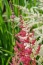 Astilbe - Zielony ogród Maria Poliwodzińska Chełmno