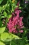 Astilbe Chełmno - Zielony ogród Maria Poliwodzińska