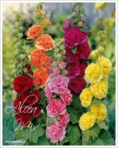 Alcea rosea - Zielony ogród Maria Poliwodzińska Chełmno