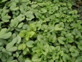 Brunera - Zielony ogród Maria Poliwodzińska Chełmno