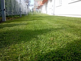 Zakładanie trawników z siewu oraz rolowanych - Karol Idzi IDZI - JARDINAGE Gdynia