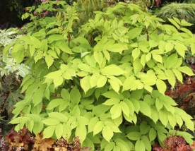 Aralia - Zielony ogród Maria Poliwodzińska Chełmno