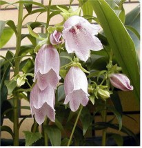 Campanulla - Zielony ogród Maria Poliwodzińska Chełmno