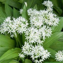 alium ursinum - Zielony ogród Maria Poliwodzińska Chełmno