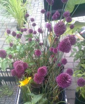 alium spherocephalon - Zielony ogród Maria Poliwodzińska Chełmno