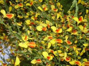 chamacytisus albus - Zielony ogród Maria Poliwodzińska Chełmno