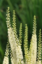 cimicifuga - Zielony ogród Maria Poliwodzińska Chełmno