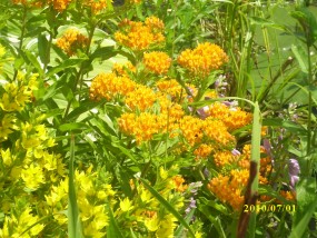 Asklepias - Zielony ogród Maria Poliwodzińska Chełmno