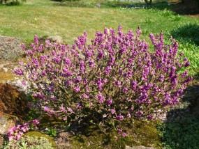 Daphne mezereum - Zielony ogród Maria Poliwodzińska Chełmno